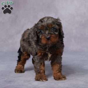 Nina, Cavapoo Puppy